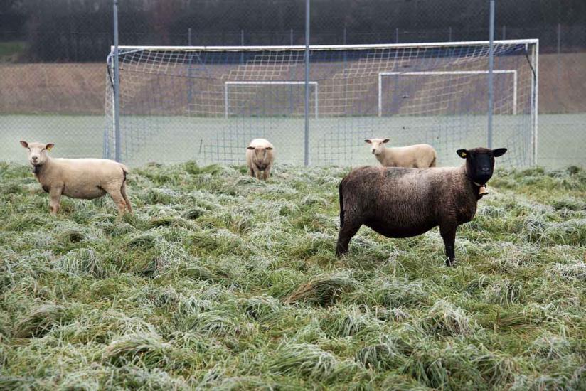 C’est l’hiver, moutons au bord d’un terrain de foot. 