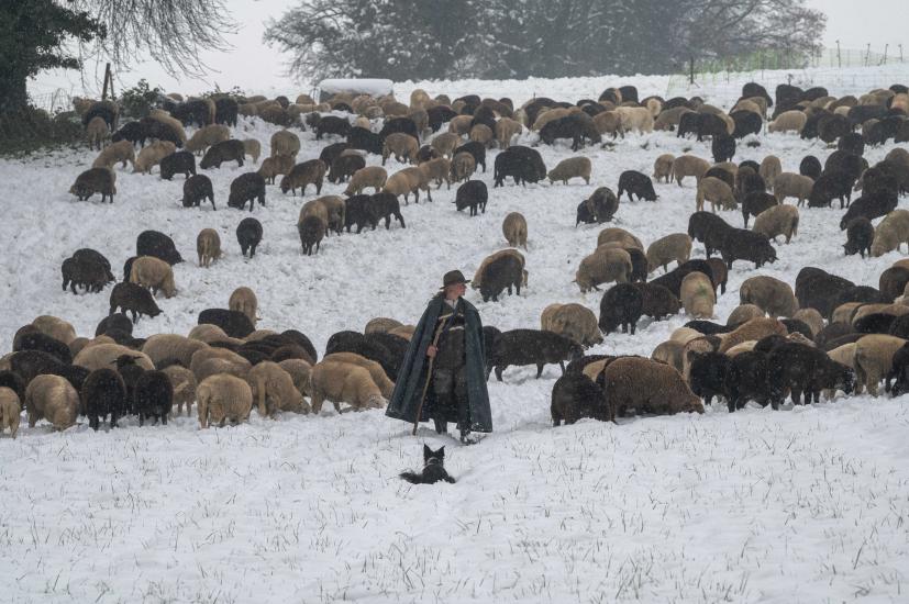 Eilane, effectue pour la première fois une transhumance avec 500 moutons dans la région de la broye, elle est accompagnée pour un chien de protection patou, montagne des Pyrénées contre les attaques du loup. 